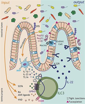 Immunoregulatory Sensory Circuits in Group 3 Innate Lymphoid Cell (ILC3) Function and Tissue Homeostasis
